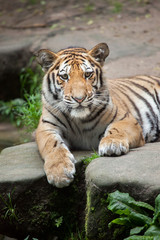 Siberian tiger (Panthera tigris altaica).