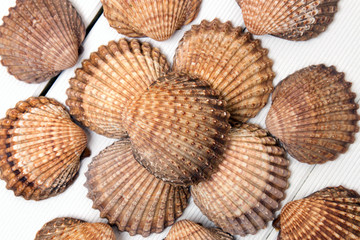 several clam shells isolated