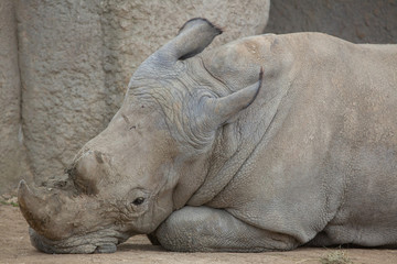 Obraz premium White rhinoceros (Ceratotherium simum).