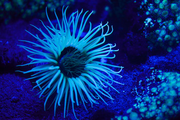 Fototapeta na wymiar Cylinder anemone (Cerianthus membranaceus).