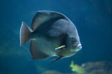 Grey angelfish (Pomacanthus arcuatus).