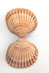 two clam shells isolated
