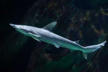 Fototapeta premium Bonnethead shark (Sphyrna tiburo)