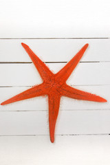Fototapeta na wymiar Orange starfish