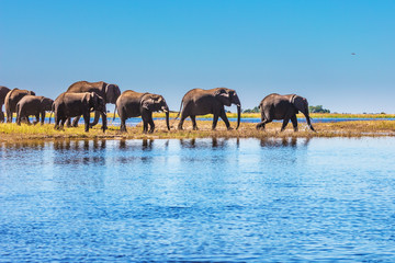 Obraz premium The Chobe National Park
