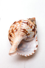 Seashell on white