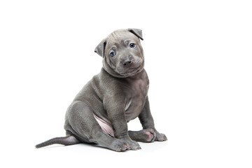 Thai ridgeback puppy isolated on white