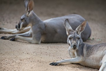 kangaroo relaxing on ground in the sun © digidreamgrafix