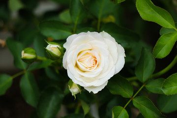 White rose in the garden