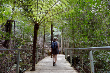 Fototapeta na wymiar Woman walks on a path in the rainforest of Jamison Valley Blue M