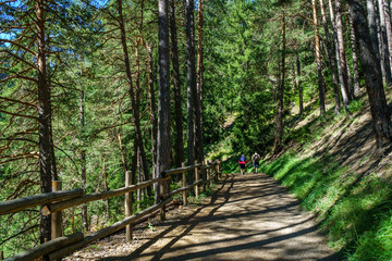 Obraz premium couple trekking in the forests of the Alps