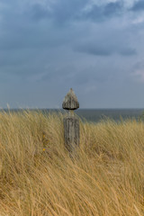 Meer