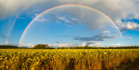 Double rainbow above sunflower field with shadow of photographer, Autumn, Russia