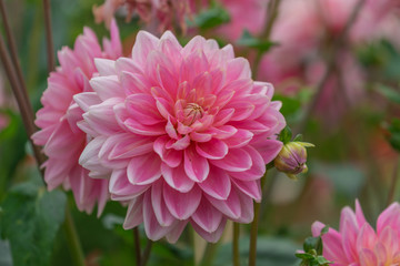 Beautiful Pink Dahlia flowers.