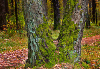 Мох на дереве © andrey2017