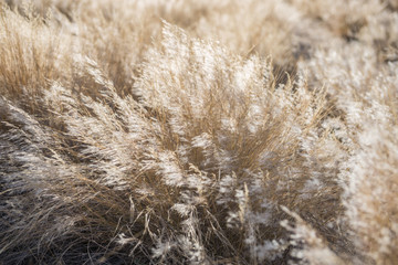 Close view of dead dry plants waving under the wind