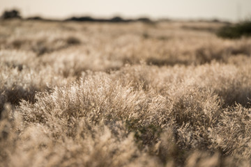 Dead dry plants waving under the wind during Namibian winter