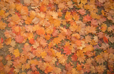 Maple Background Autumn Season at Japan
