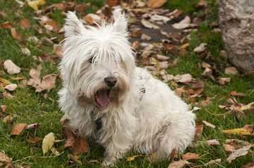 White scottish terrier closeup on fallen autumn leaves ground in park