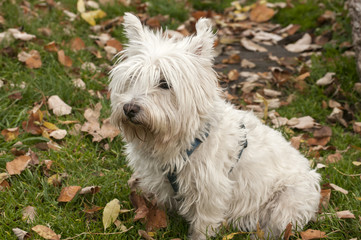 White scottish terrier closeup on fallen autumn leaves ground in park