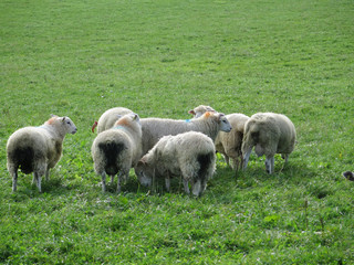 Fototapeta premium Sheep grazing in lush green farm land