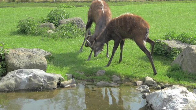 Two animals of murshbuck butting heads. Sitatunga in the zoo or nature reserve area