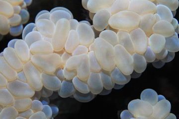 Bubble coral © aquapix