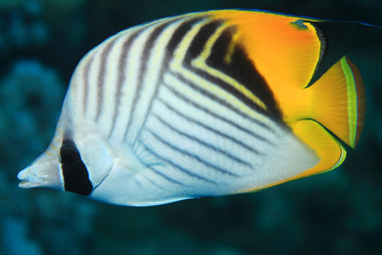 Threadfin butterflyfish