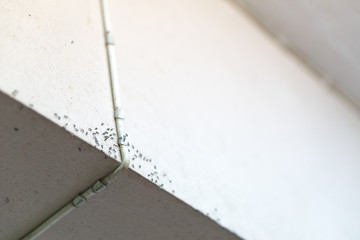 The chain of ants
