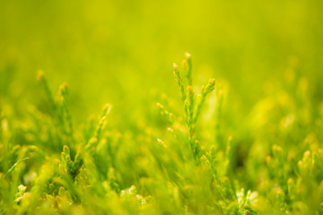 Abstract macro background of a thuja hedge