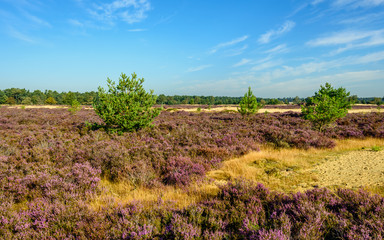 Fototapeta na wymiar Sandy nature reserve with purple flowering heather