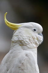 Cockatoo portrait New South Wales Australia