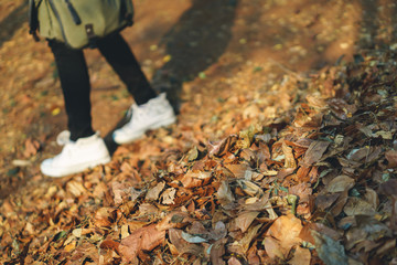 Autumn fallen leaves