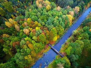 Naklejka premium autumn forest