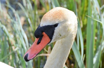 mute swan, kn&ouml;lsvan