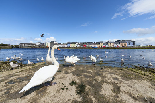 white swans in Galway