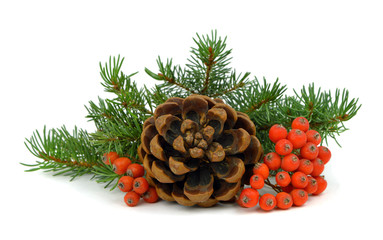 The branch of a Christmas tree, cone and red berries.