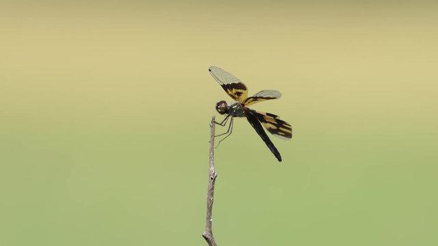 Dragonfly in Thailand and Southeast Asia.
