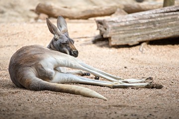 kangaroo relaxing on ground in the sun © digidreamgrafix