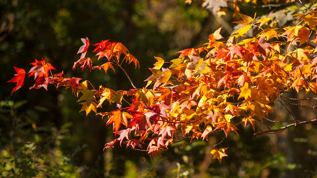 colorful maple leaves, natural autumn background, color processe