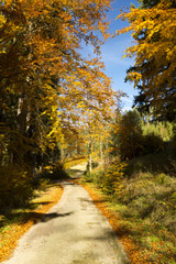 Obraz premium Colorful path through the autumn forest