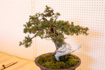 Bonsai - Art of plant