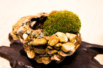 Bonsai - Art of plant