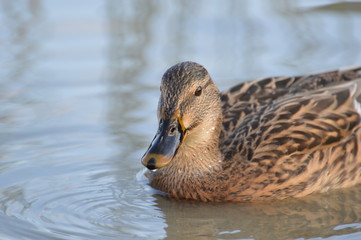 canard