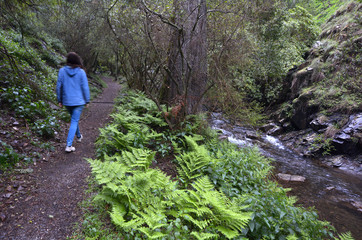 Naklejka na ściany i meble Woman walks on rainforest path along a water stream