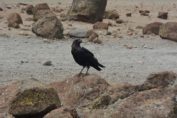 raue Landschaft Tansania