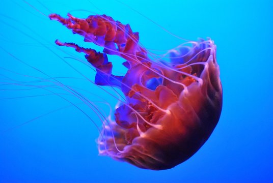 Jelly Fish