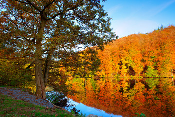 Autumn tree stands by the lake.