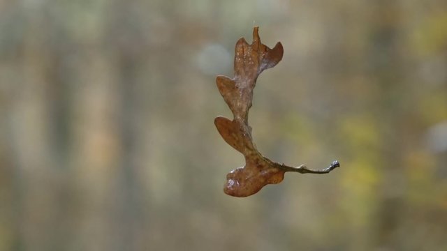 Eichenblatt an Spinnfaden- Quercus, 4K