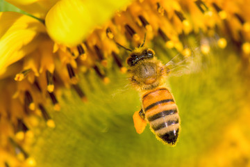 Honeybee on sunflower